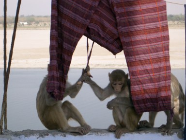 安宿の屋上に干した洗濯物が気になって触る猿。