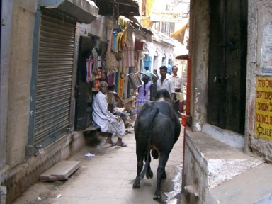 バラナシの野良牛が歩く狭い路地