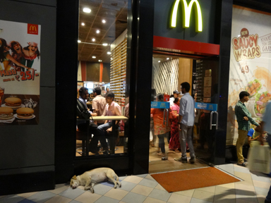 マックの入り口の冷風で熟睡の犬