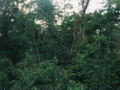 草木をかき分け進むジャングルの奥地