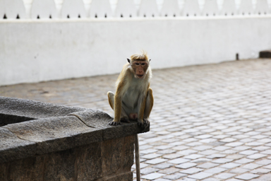 こっちを見つめてくる猿