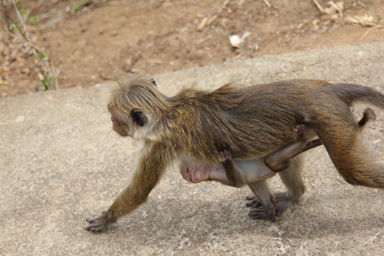 逆さにお腹にぶら下がる猿