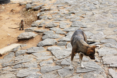 犬と猿が仲いい距離感