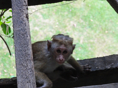 目が合って少しビクビクしているサル