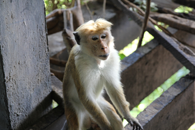可愛い髪形の猿