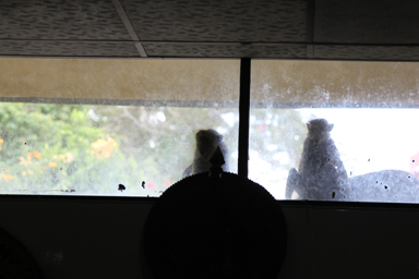窓からこっちを覗いていた猿二匹