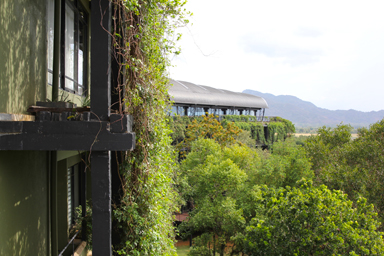 ジャングルに囲まれたホテルと動物たち