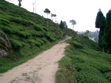 ダージリンのハッピー・ヴァレー紅茶園の日本のようにきれいに整っていない畑の様子