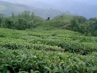 ダージリンの斜面に永遠に続く茶畑