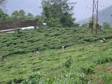 ダージリンのハッピー・ヴァレー紅茶園で葉の収穫をする女性たち