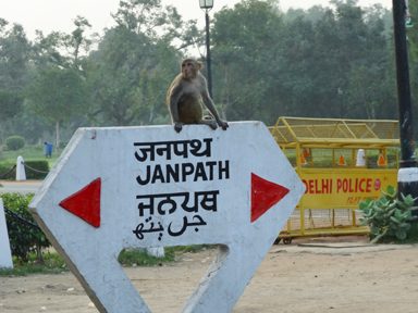 街の標識の上に座る猿