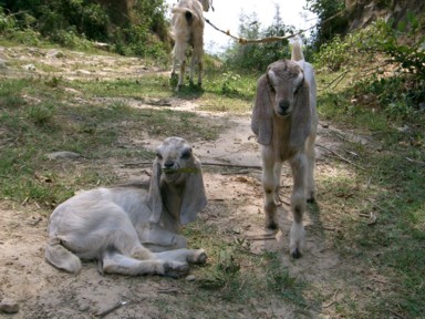 耳の長いヤギたち