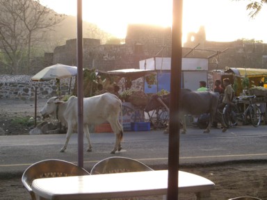 ダウラターバードの村の食堂の前をのんびり歩く牛