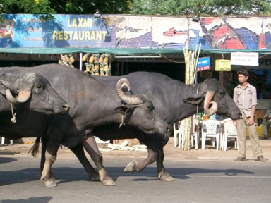 ダウラターバードの車道を進んでくる水牛の一行