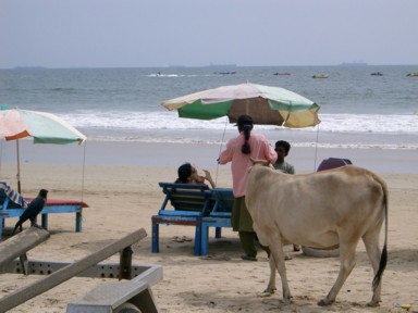 ゴアのバガ・ビーチで日光浴をする真っ白な牛