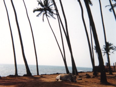 アンジュナ・ビーチの海とヤシの木と牛