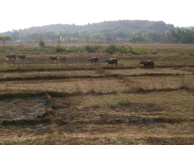 ゴアの夕暮れ時に帰路につく牛たち