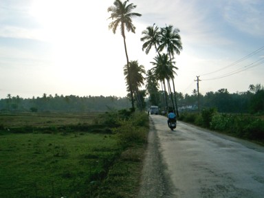 ゴアのヤシの木が両側にはえる田舎道