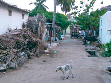 ハンピの裏道の野良牛や野良犬がいる日常