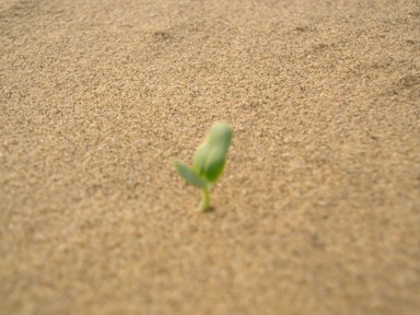 サム砂丘に小さな1つの雑草が生えている景色