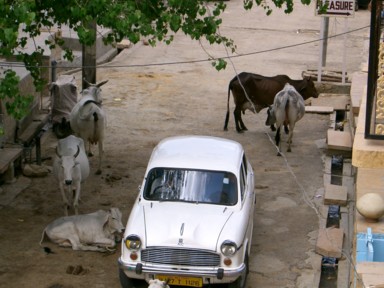 ジャイサルメールの道路を占拠する野良牛をよけながら進むアンバサダーの白い車