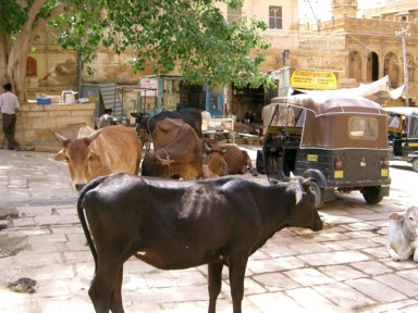 ジャイサルメールの広場では野良牛とオートリキシャがたたずんでいる