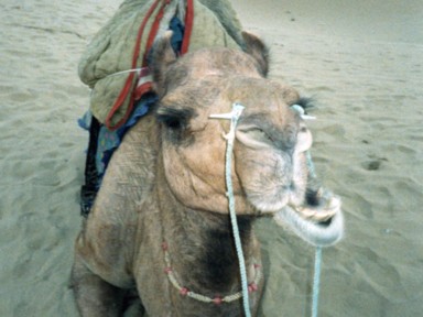 サム砂丘のアゴがずれまくったラクダ
