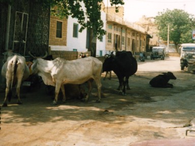 暑いジャイサルメールの昼間に木陰に集まる野良牛たち
