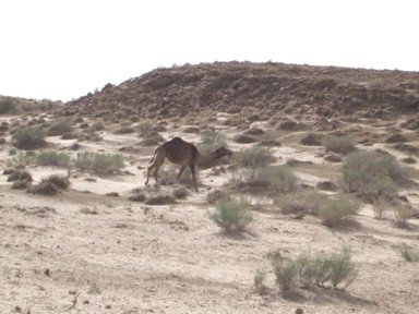 サム砂丘の砂漠にぽつんと歩くラクダの姿