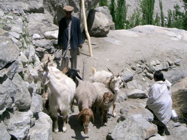 笑顔をつなぐマイペースなヤギたち