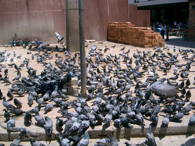 地面にハトの大群