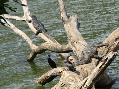 街なかの湖にワニのような爬虫類