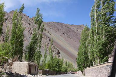 リゾン・ゴンパのそばのポプラの葉が太陽でキラキラ輝く光景