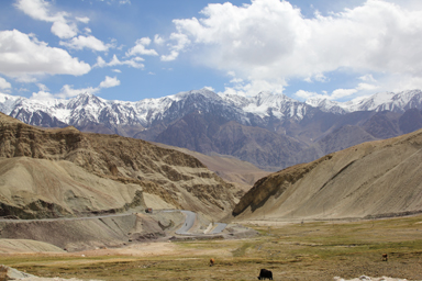 リキルゴンパのそばの放牧された牛たちと山