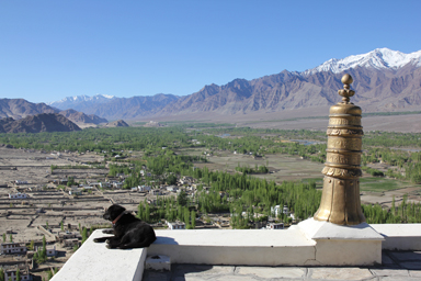 ティクセ・ゴンパの屋上から犬と眺める絶景の見どころ