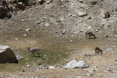カシミヤヤギたちが歩く様子