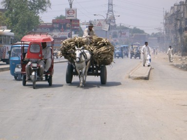 街中にあふれる動物たちでサファリのような風景