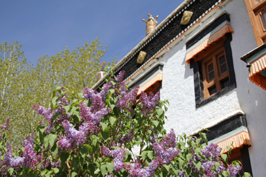 レーのサンカル・ゴンパの中庭の静かな様子