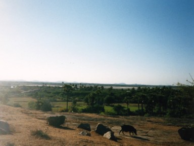 マハーバリプラムの観光客も住人もいない静かな村を歩く豚