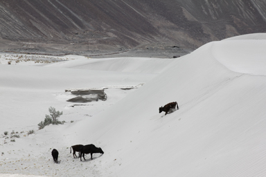 ヌブラの白砂の砂丘で遊ぶ牛たち