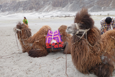ヌブラの白砂丘でラクダに乗る光景