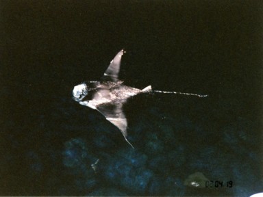 自由に泳ぐマンタの優雅な姿