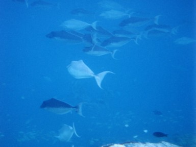 海中の世界に感じる不思議な魅力