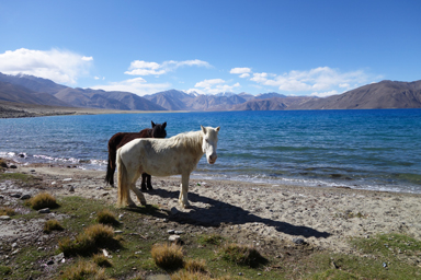 パンゴンツォ湖畔の放牧された白と黒の小さな馬