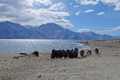 パンゴンツォとヤクの大軍の移動