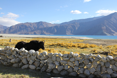 メラクの放牧のヤクとパンゴン湖