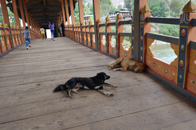 橋の上でくつろいで寝る犬たち