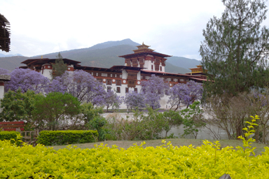 紫の花が咲くプナカの春の景色