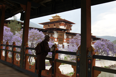 橋から望むプナカ・ゾンとジャガランダの紫の花