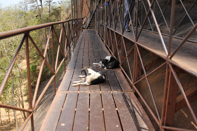 狭い橋の上で寝る犬